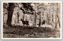 Datil New Mexico Deer Among the Quaken asps Near Eagle Guest Ranch Postcard C26 - £15.88 GBP