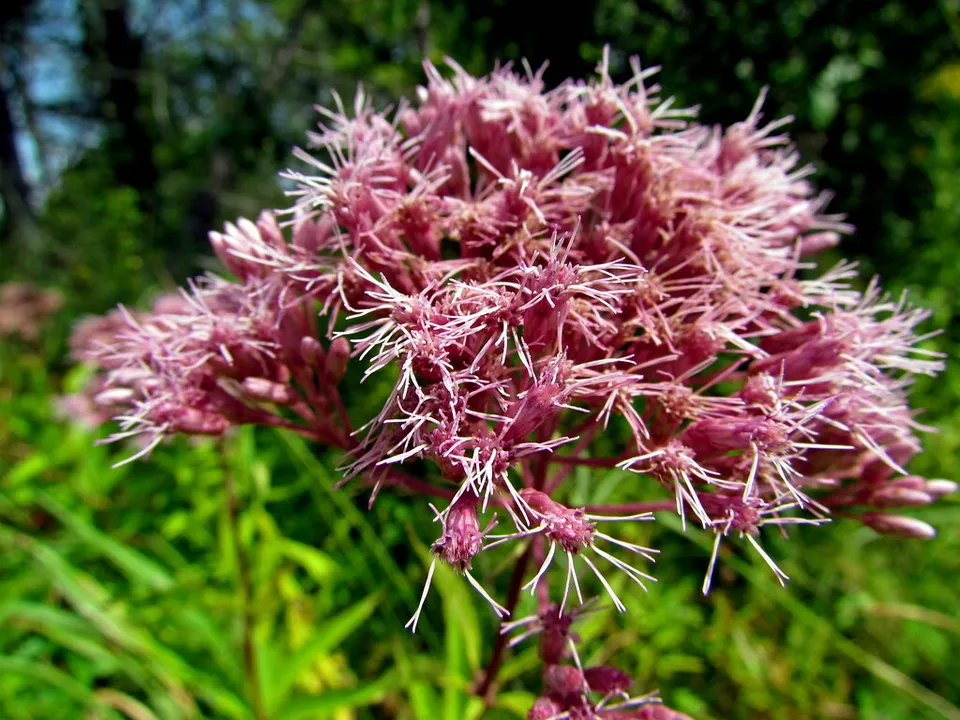 200 JOE PYE WEED Seeds Native Wildflower Vanilla Summer Flower Garden - $70.13 MXN