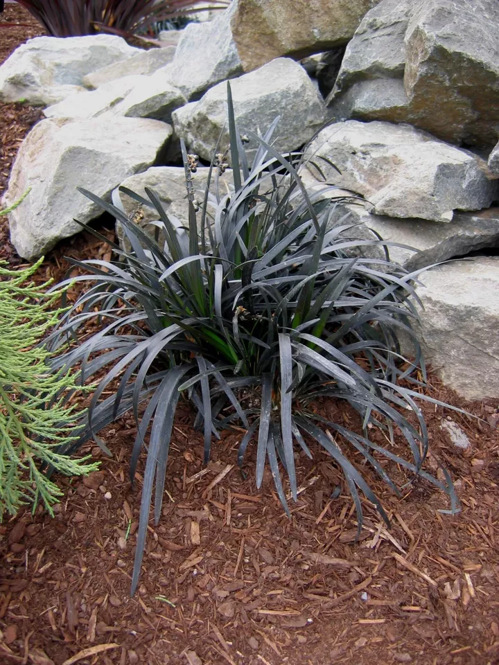 1 Live Plant Black Mondo Grass Starter Plant (4m) - $32.18
