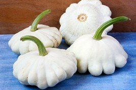 20 Seeds Squash Summer Scallop Patty Pan White Bush Non GMO Heirloom Seeds Sow - £23.94 GBP