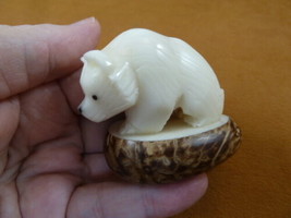 (TNE-BEA-GR-651b) little baby Grizzly BEAR TAGUA NUT Figurine Carving Ve... - $22.43