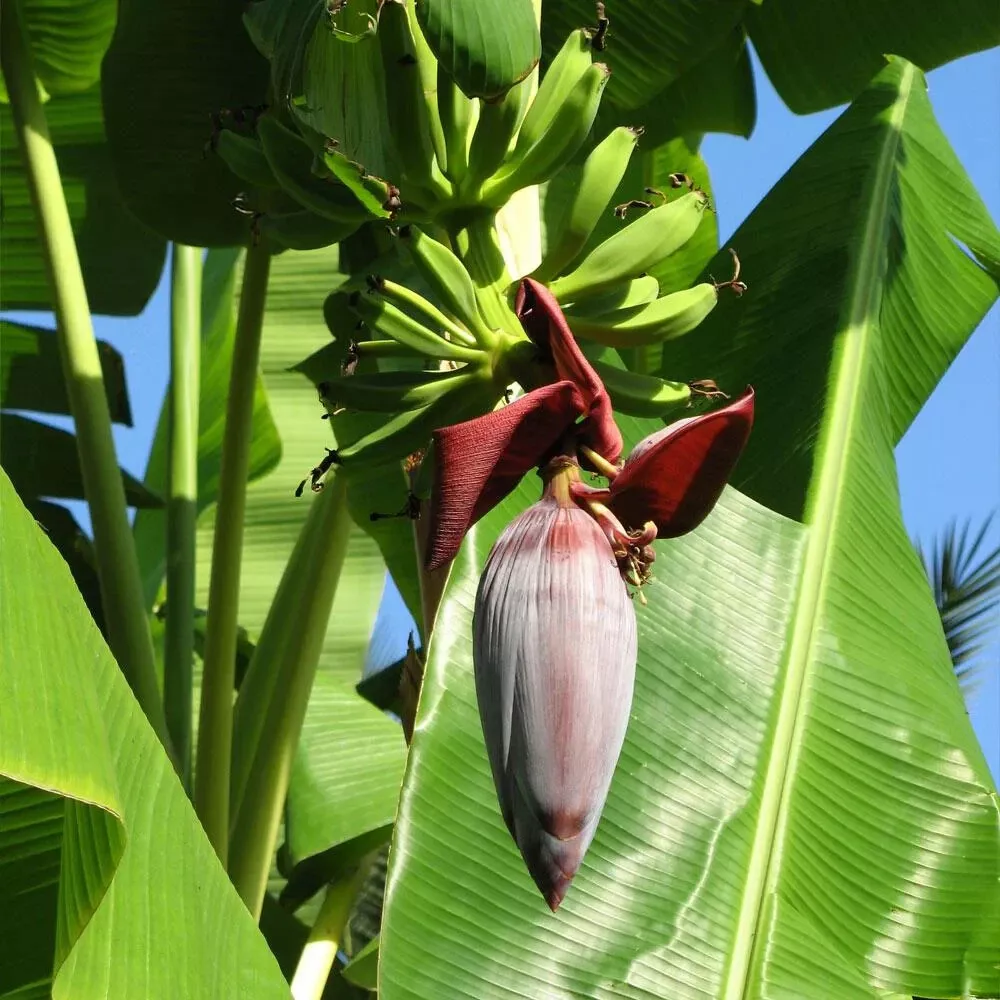 PSStore Musa Gran Nain Banana Tree Live Plant 10 Seeds Catalog - $11.67