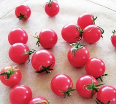 100 seeds Sweet Treats Hybrid Pink Cherry Tomato Seeds - £7.86 GBP