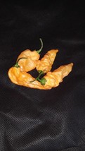 30 Seeds Orange Carbonero Pepper  Hot Spicy Flavorful Prolific      - £5.41 GBP