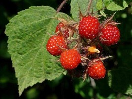 Japanese Wineberry - Rubus phoenicolasius - 5+ seeds (G 062) - £2.36 GBP