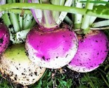 Purple Top Turnip Seeds American Rutabaga Cover Crop Root Vegetable Seed  - $5.93