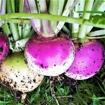 Purple Top Turnip Seeds American Rutabaga Cover Crop Root Vegetable Seed  - £4.66 GBP