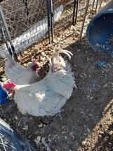 Lavander English Orpington hatching eggs - $49.50