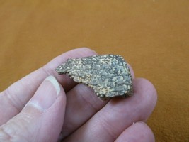 (DF300-7) small Fossil REAL DINOSAUR Bone Slice Jurassic Dino love dinos fossils - £6.75 GBP