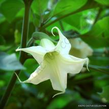 Exotic Brugmansia Arborea @ Rare White Flower Angel's Trumpet Tree Seed 10 Seeds - $8.99