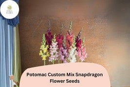 Antirrhinum majus Potomac Custom Mix Snapdragon Seeds – 1000+ Vibrant Mu... - $305.21 MXN