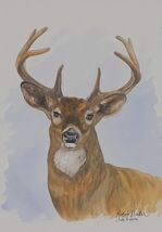 Artwork by Robin "Whitetail Buck" 10" x 7" Unmatted Signed Watercolor Pa... - $80.00