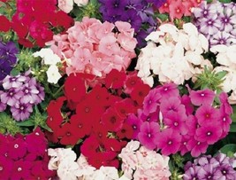 New!! 30+ Fragrant Dwarf Phlox Petticoat Flower Seed Mix Shade Perennial - £7.39 GBP