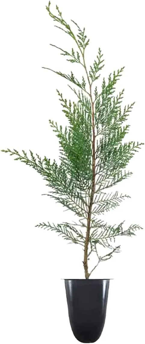 Murray Cypress Tree Live Plants Cupressus x Leylandii Screening - $44.85
