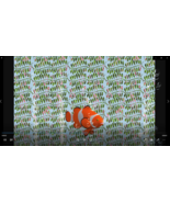 Clown Fish and Bubbles Everywhere smp MP4 Video: Bubbles Moving - $2.00