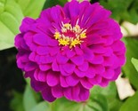 Zinnia Purple Prince Flower Seeds Nongmo Freshharvest Fast Shipping - $8.99