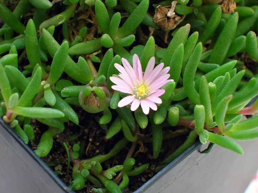 2.5&quot; Pot Delosperma Beaufort Tiny Pink Ice Sun Perennial Garden Fairy Li... - £34.60 GBP
