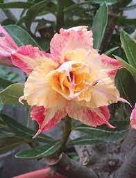 2 PCS Seeds Middle Colorful Grafting Adenium Obesum Desert Rose Item image 3