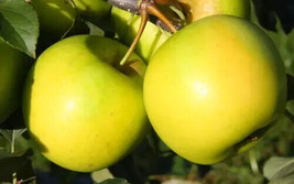 25+ Greensleeves Apple Seeds - $9.00