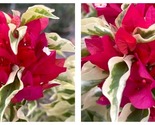 Bougainvillea DRAGON FLAME Small Well Rooted Starter Plant - $54.93