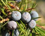 50 Seeds Common Juniper Or Juniperus Communis - £7.75 GBP