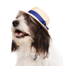 NEW Youly Pet Hat THE SOPHISTICATE Straw Dog Hat Navy Ribbon Bow S/M &amp; L/XL - £8.61 GBP