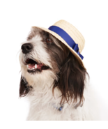NEW Youly Pet Hat THE SOPHISTICATE Straw Dog Hat Navy Ribbon Bow S/M &amp; L/XL - £10.25 GBP