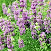 400 Seeds Lemon Mint Herb Hummingbird Non-Gmo - £7.91 GBP