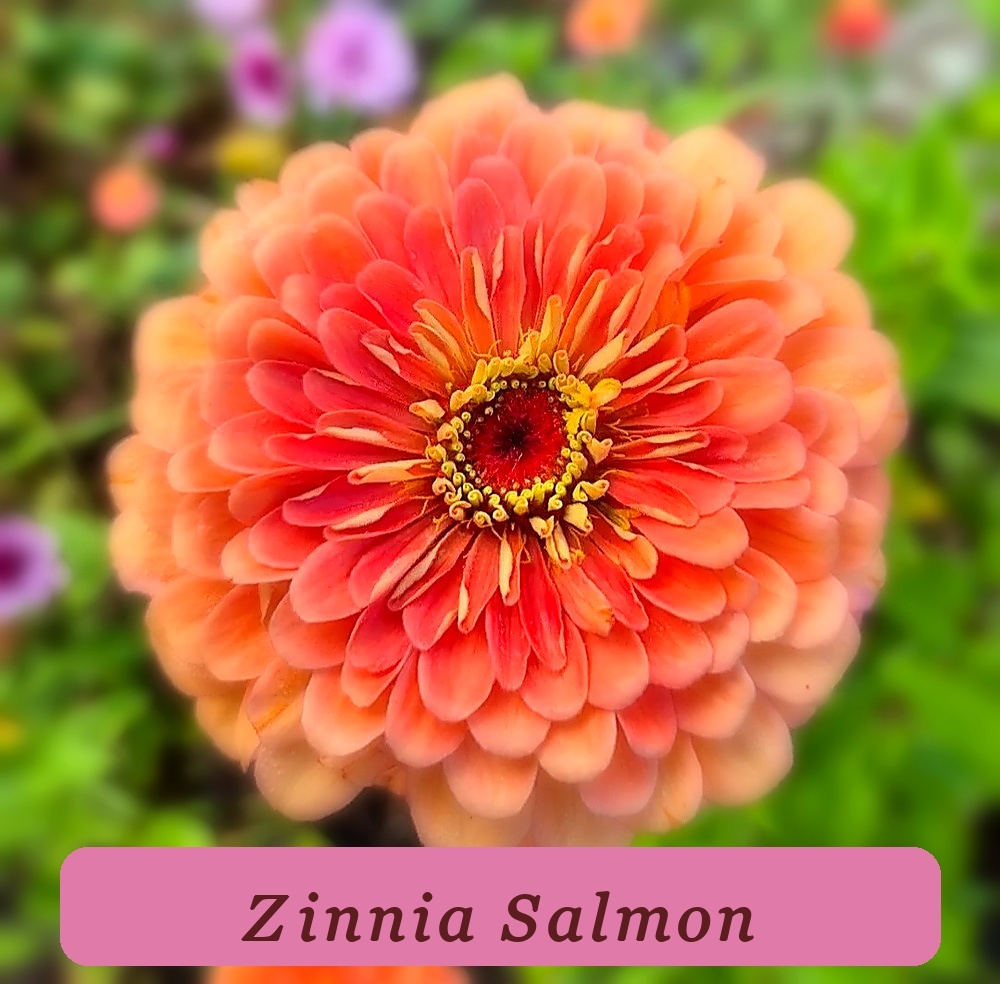 Ready To Bloom Benary Giant Salmon Rose Zinnia 10 Seeds - $4.65