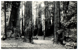 Zan-851 Cathedral of Redwoods Muir Woods Monument California RPPC Postcard - £24.13 GBP