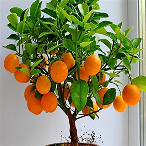 “ 30 PCS Dwarf Standing Orange Tree Seeds GIM ”