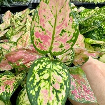 Aglaonema Red Valentine Starter Plant 2 Plants Fresh Garden - $39.00