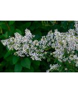 100+ seeds Calico Aster {Symphyotrichum lateriflorum} - £2.35 GBP