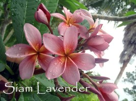 2 tip Plumeria frangipani *Siam Lavender* Purple Cutting Fragrant, Rare ... - $18.00