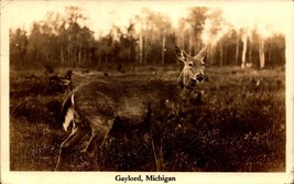 Real Photo POSTCARD- Gaylord Michigan, Wild Deer In The Forest BK52 - £4.45 GBP