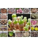 LWK Mixed Succulent Seeds 100 Seeds Fast Shipping - $13.00