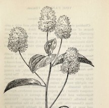 1905 New Jersey Tea Flower Print Pen &amp; Ink Lithograph Antique Art 6.75 x 3.75 - £13.76 GBP