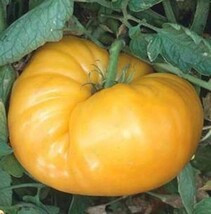 Kentucky Beefsteak Tomato Seeds 50 Garden Vegetable Indeterminate - $8.35