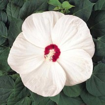 New Fresh Seeds Perennial White Hibiscus Large Flowering Plants 10 Seeds - $13.06