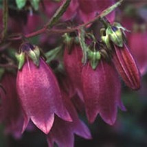 50 Ruby Red Heirloom Campanula &quot;Canterbury Bells&quot; Perennial Flower Seeds... - $14.75