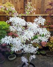 Japanese Maple Bonsai Tree 10 Seeds Acer Buergerianum From US - $10.00