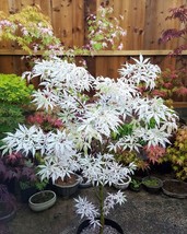 Japanese Maple Bonsai Tree 10 Seeds Acer Buergerianum From US - £7.70 GBP