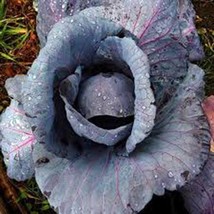 Cabbage Seed Red Acre Heirloom 25 Non Gmo Seeds Colorful Tasty - $8.35