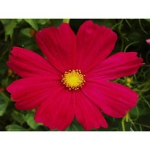 Cosmos Dazzler Red Flowers Seeds #ZJK18 - £11.20 GBP+