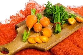 Parisian Carrot Seeds --100 Seeds- round shape -gourmet heirloom vegetable  - £3.16 GBP