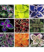 100 Pcs Janpanse Coleus Plant Rainbow Dragon Foliage Plants Outdoor Bloo... - $256.23 MXN