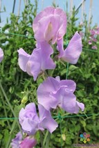 50 Sunshine Lavender Sweet Pea Seeds Planting Gardening USA SELLER - £10.00 GBP