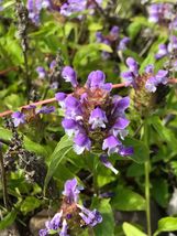 Heal-All Seed Pack 0.1 g ~100 seeds - (prunella vulgaris) - £4.80 GBP