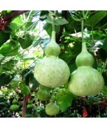 VCS 10 Birdhouse Bottle Gourd Buddha Calabash Squash Craft Asian Seed Hộ... - $20.30 CAD