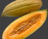 25 Banana Melon Seeds Non-Gmo Heirloom Fresh Cantaloupe Muskmelon Fast S... - $8.99